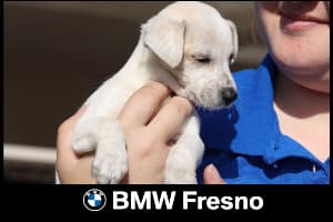 4th Annual Dog Days - BMW Fresno in Fresno CA